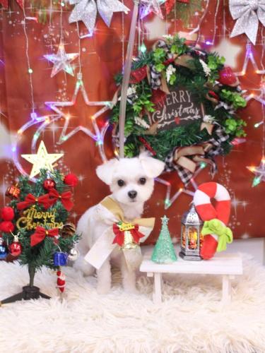 20231208きぬちゃん